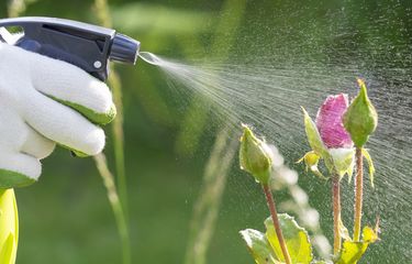 perawatan taman perawatan taman