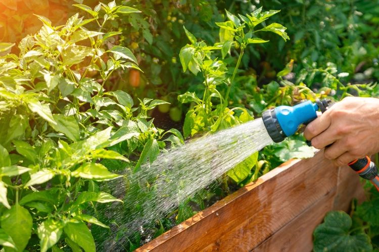 perawatan taman perawatan taman